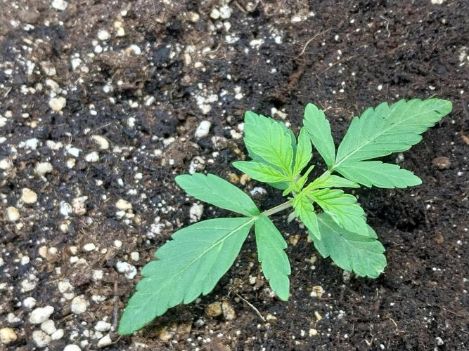 habannon. Week 2 - 19/12 