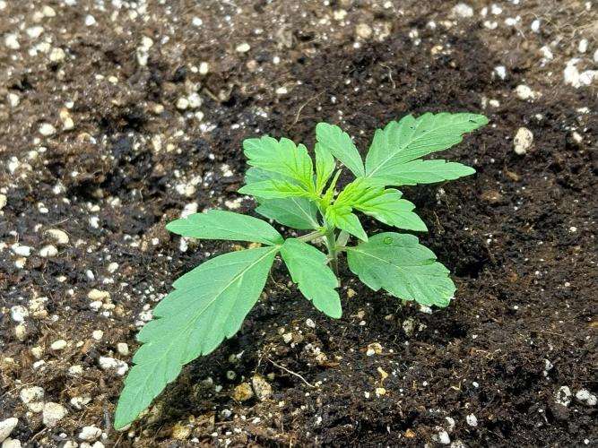 habannon. Week 2 - 19/12 