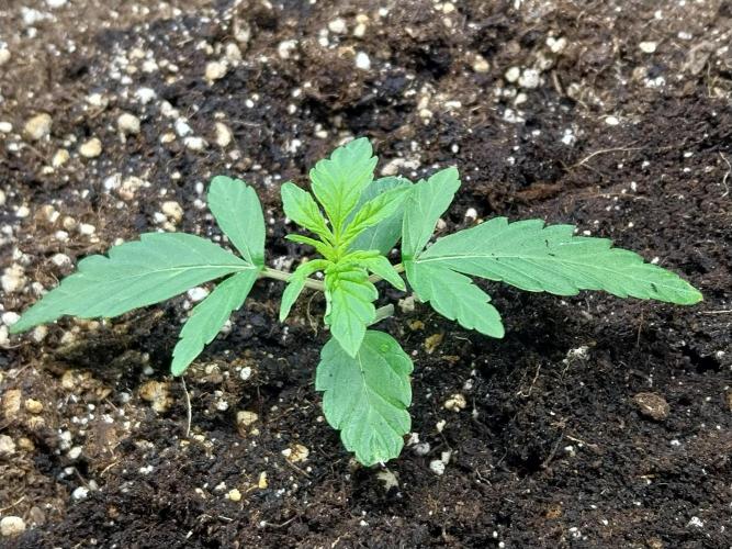 habannon. Week 2 - 19/12 