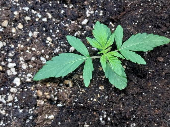 habannon. Week 2 - 19/12 