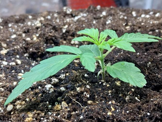 habannon. Week 2 - 19/12 