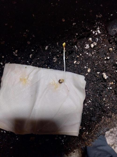 Testelabeu. Week 0 - 13/12