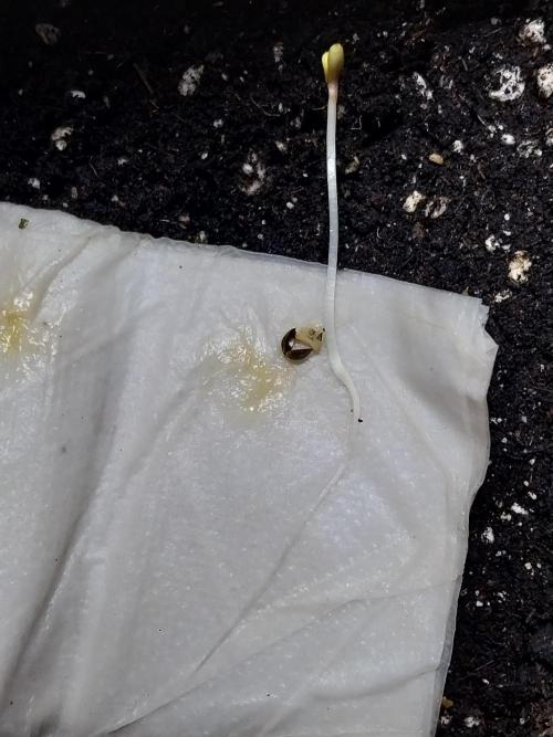 Testelabeu. Week 0 - 13/12