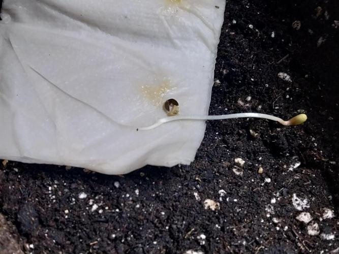 Testelabeu. Week 0 - 13/12