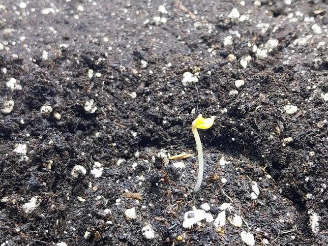 Testelabeu. Week 0 - 13/12