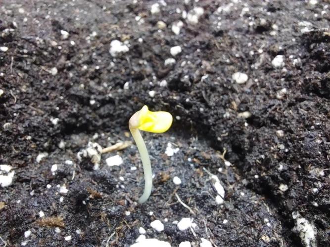 Testelabeu. Week 0 - 13/12