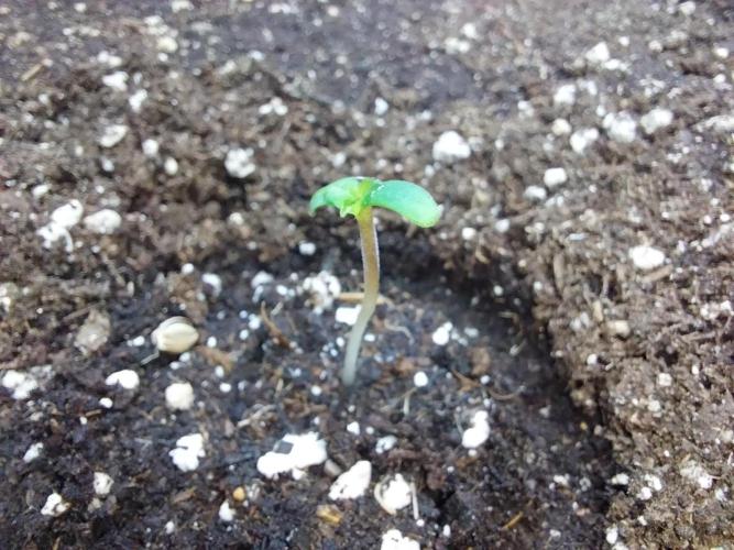 Testelabeu. Week 0 - 14/12