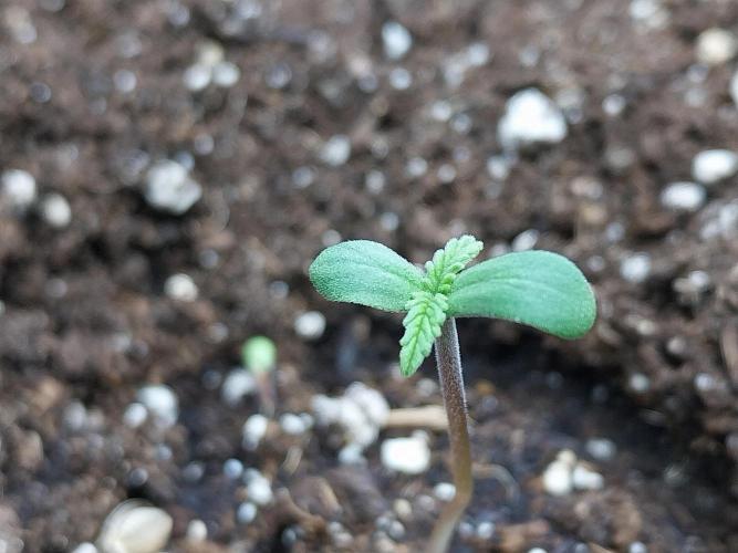 Testelabeu. Week 0 - 15/12