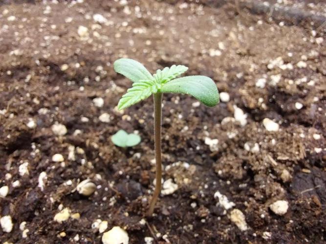 Testelabeu. Week 0 - 16/12