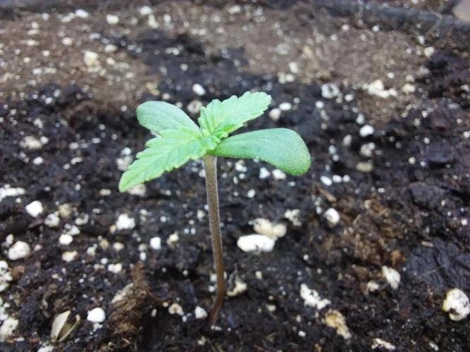 Testelabeu. Week 0 - 17/12