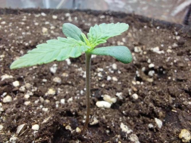 Testelabeu. Week 0 - 18/12