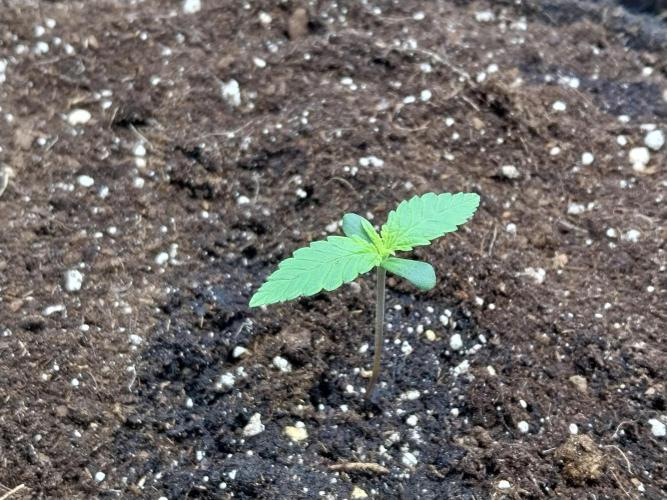 Testelabeu. Week 0 - 19/12