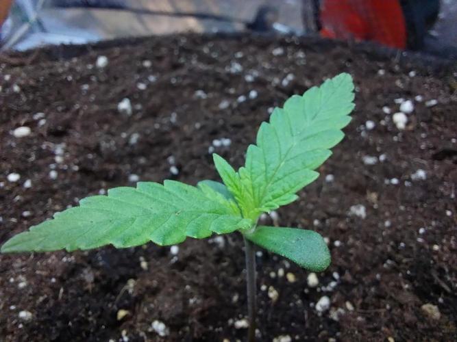 Testelabeu. Week 0 - 20/12 