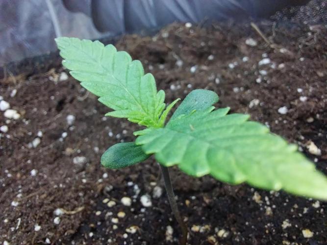 Testelabeu. Week 0 - 20/12