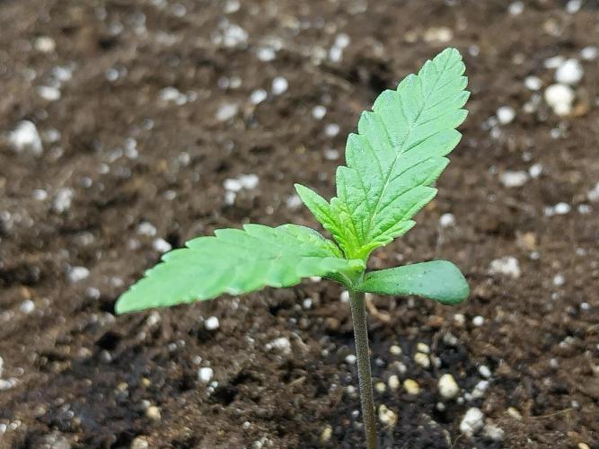 Testelabeu. Week 0 - 20/12