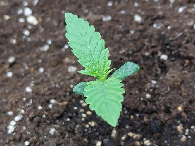 Testelabeu. Week 0 - 20/12