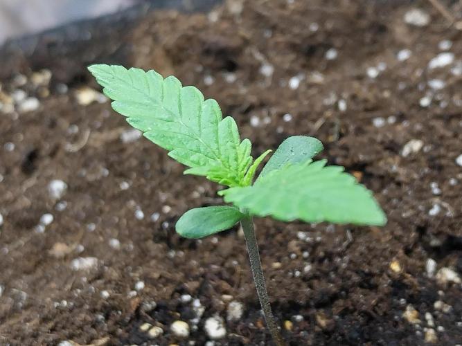 Testelabeu. Week 0 - 20/12