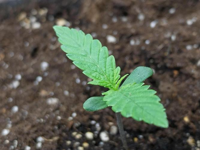 Testelabeu. Week 0 - 20/12