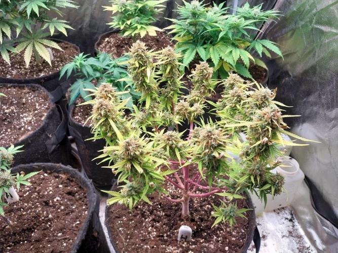 Mat Ohperché. Week 16 - 19/12