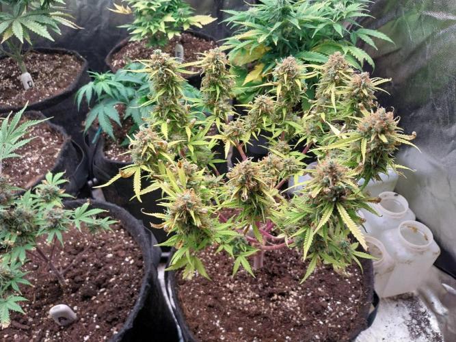 Mat Ohperché. Week 16 - 20/12