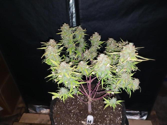 Mat Ohperché. Week 16 - 21/12 