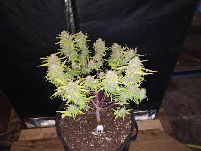 Mat Ohperché. Week 16 - 21/12