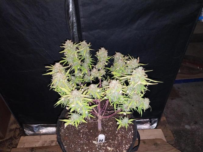 Mat Ohperché. Week 16 - 21/12