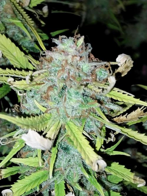 Mat Ohperché. Week 16 - 21/12