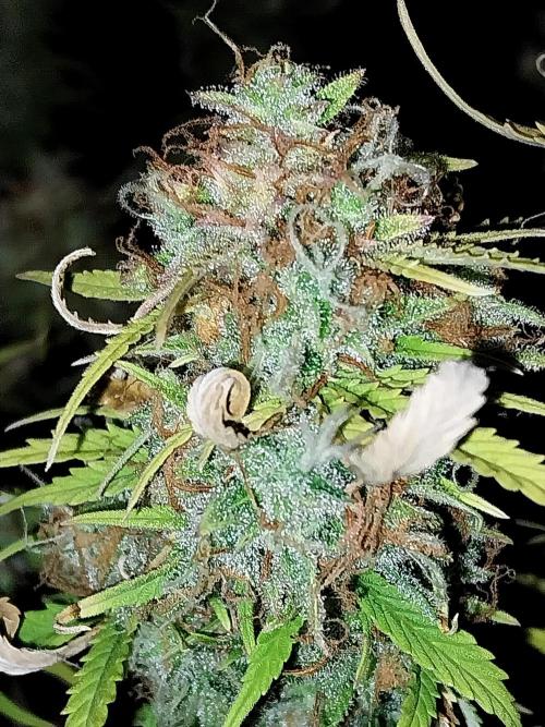 Mat Ohperché. Week 16 - 21/12