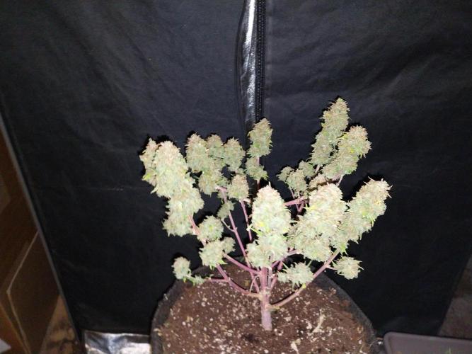 Mat Ohperché. Week 16 - 21/12