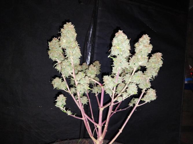 Mat Ohperché. Week 16 - 21/12