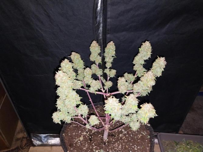 Mat Ohperché. Week 16 - 21/12