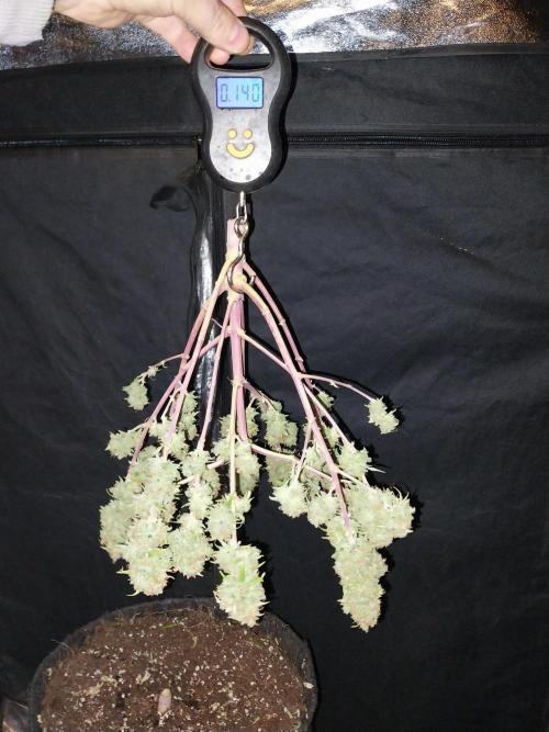 Mat Ohperché. Week 16 - 21/12