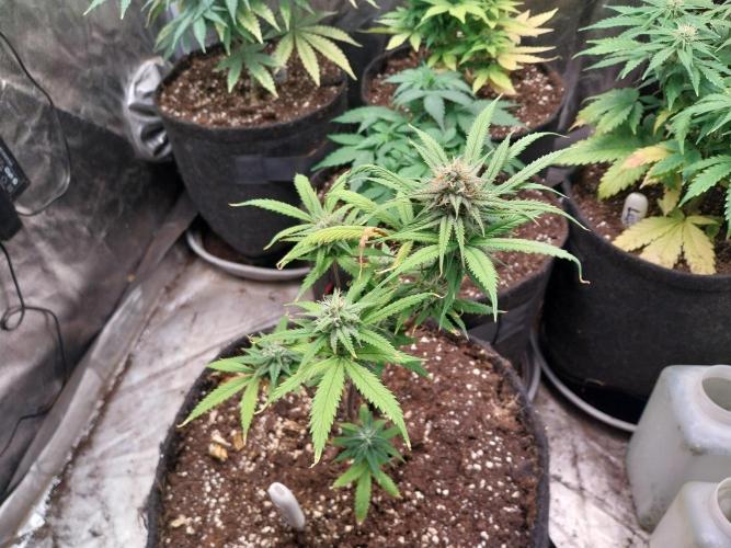 Poudraufou. Week 12 - 16/12