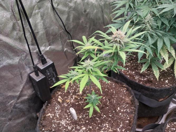 Poudraufou. Week 12 - 17/12