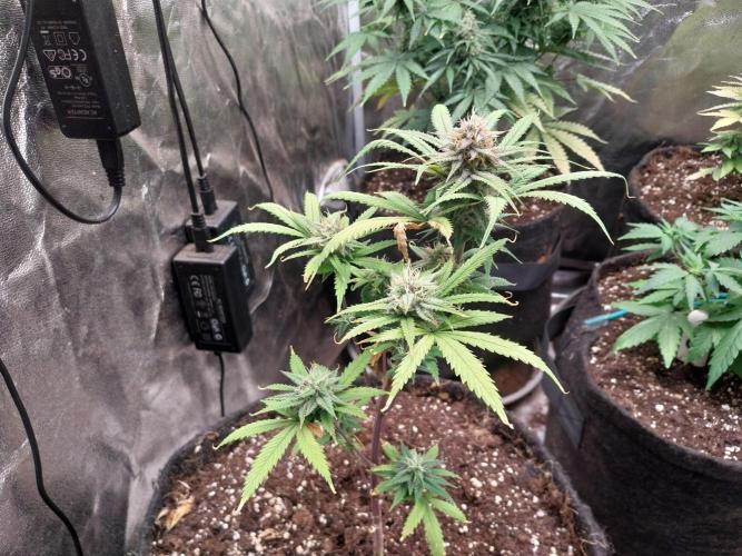 Poudraufou. Week 12 - 18/12