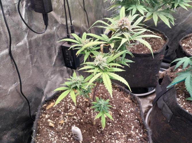 Poudraufou. Week 12 - 20/12