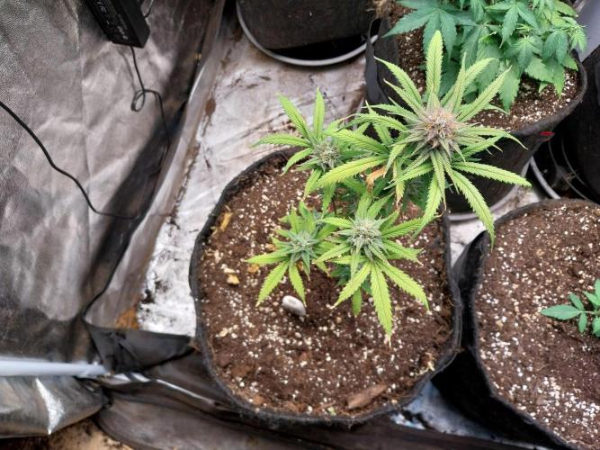 Poudraufou. Week 12 - 21/12 