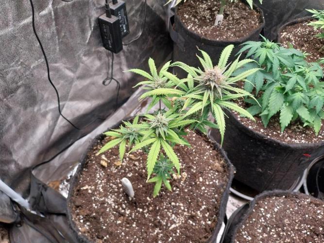 Poudraufou. Week 12 - 21/12