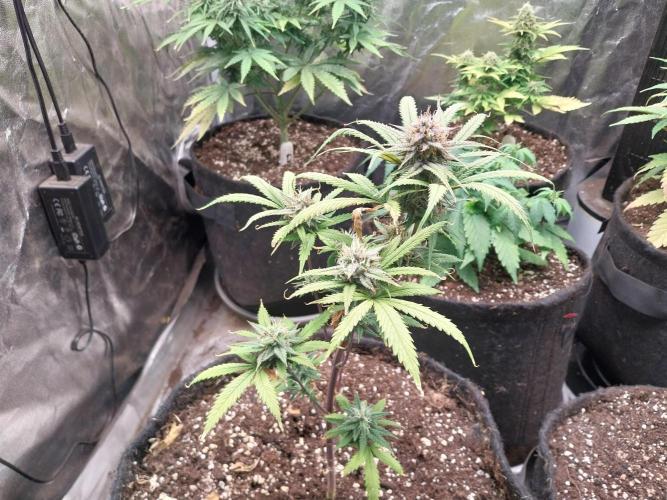 Poudraufou. Week 12 - 21/12