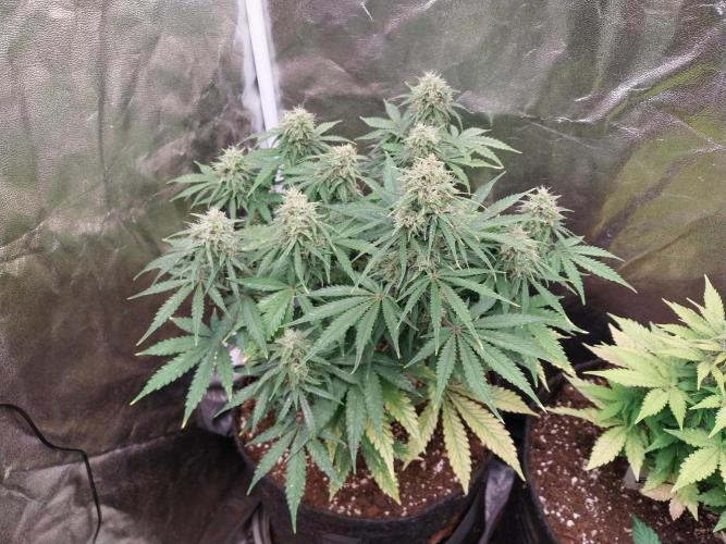 Oeuf-coktail. Week 10 - 16/12 