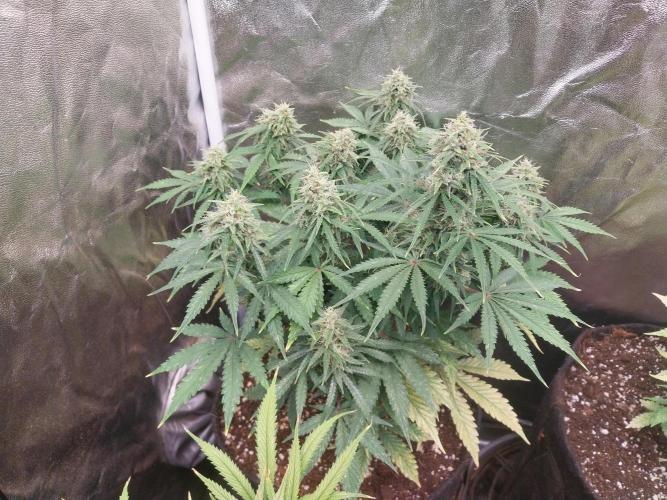 Oeuf-coktail. Week 10 - 17/12