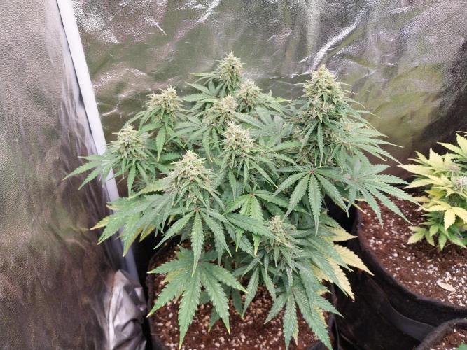 Oeuf-coktail. Week 10 - 18/12