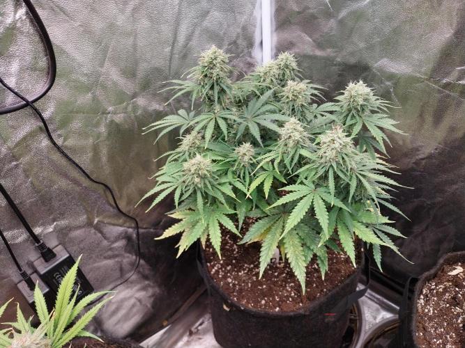 Oeuf-coktail. Week 10 - 19/12