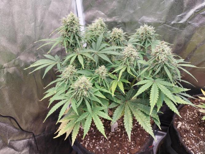 Oeuf-coktail. Week 10 - 20/12