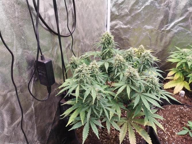 Oeuf-coktail. Week 10 - 21/12