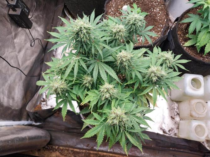 Oeuf-coktail. Week 10 - 22/12 