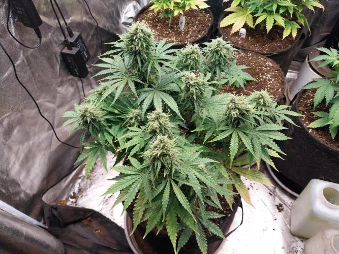 Oeuf-coktail. Week 10 - 22/12 