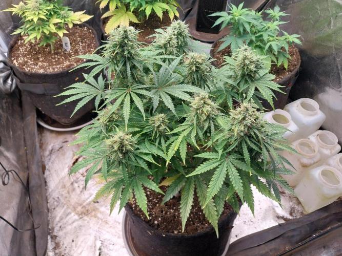 Oeuf-coktail. Week 10 - 22/12 