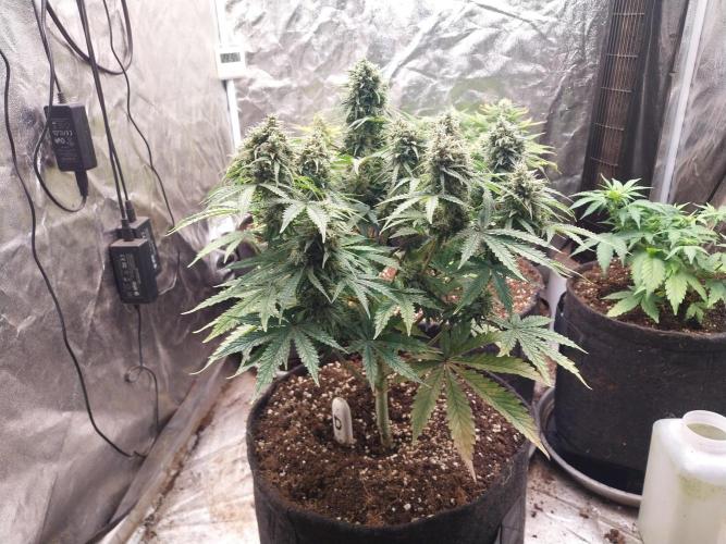 Oeuf-coktail. Week 10 - 22/12 